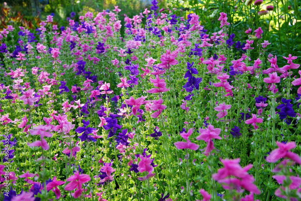 Flowers and blossoms in the summer garden