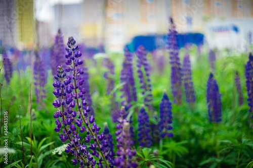 Lupine field on the background of the city. Lupin, a lupine field with a purple and blue flower. Bouquet of lupines summer flower background. Purple spring and summer flower.