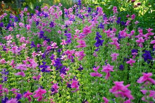 Flowers and blossoms in the summer garden