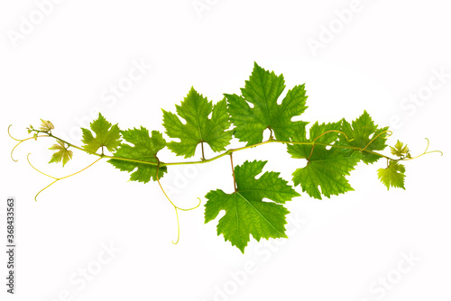 Branch of grape vine on white background