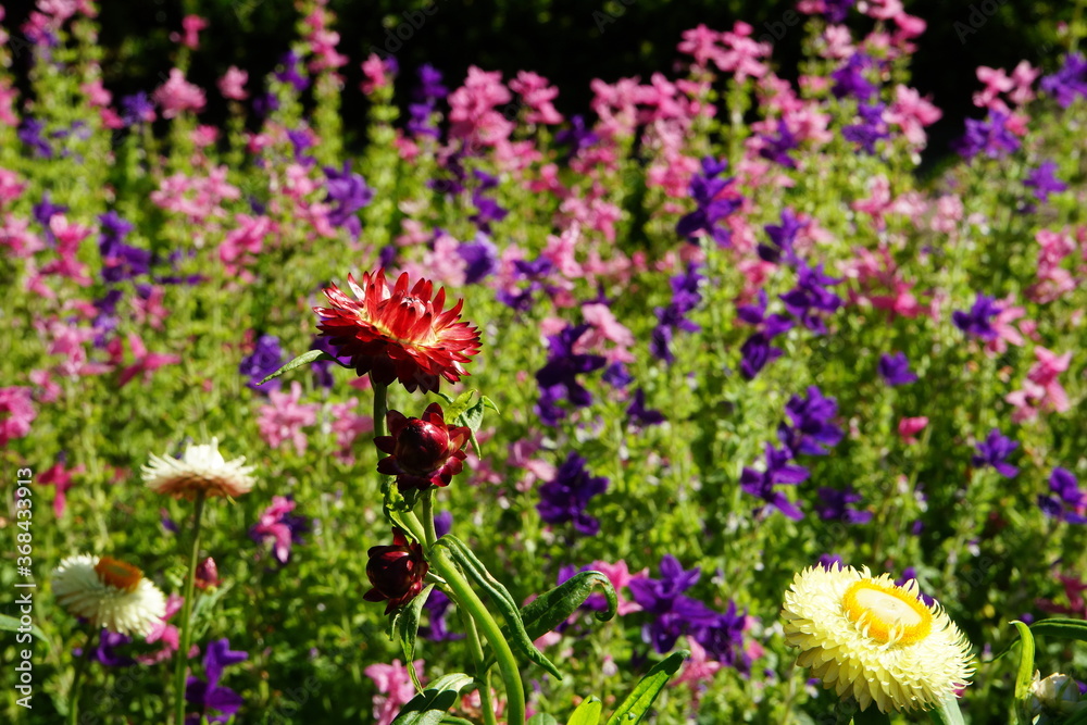 Flowers and blossoms in the summer garden Flowers and blossoms in the summer garden