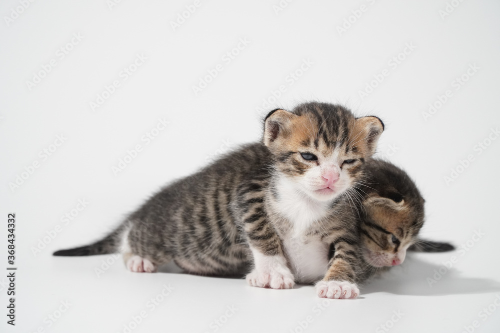 Tabby Cat kitten posing on white background tiger marble stripe Tabby Cat kitten posing on white background tiger marble stripe