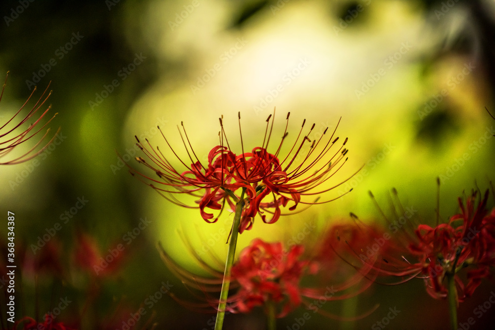 Beautiful red spider lily blossom flower, Cluster amaryllis. Beautiful red spider lily blossom flower, Cluster amaryllis.