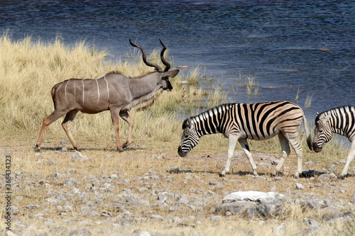 Fototapeta Naklejka Na Ścianę i Meble -  A male Kudu and a Zebra at the waterhole