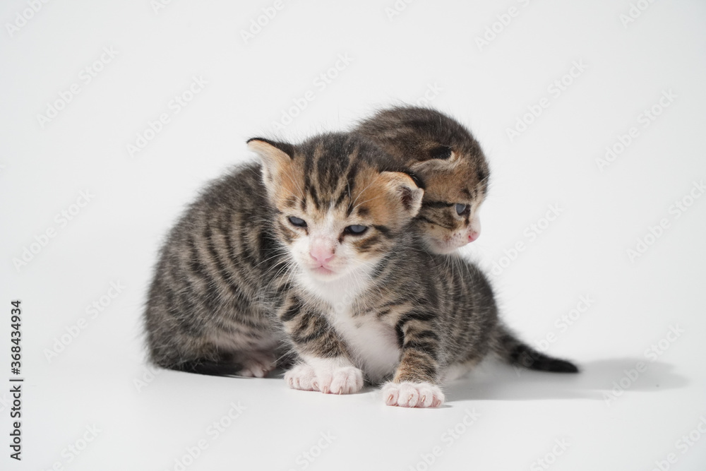 Tabby Cat kitten posing on white background tiger marble stripe Tabby Cat kitten posing on white background tiger marble stripe