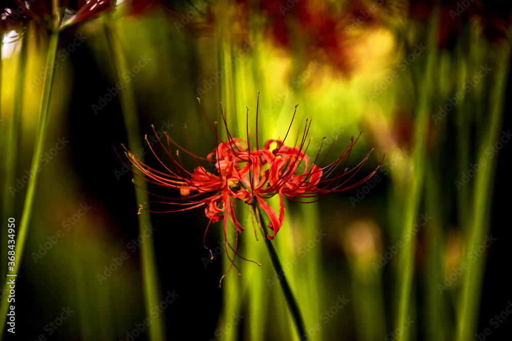 Beautiful red spider lily blossom flower, Cluster amaryllis. Beautiful red spider lily blossom flower, Cluster amaryllis.