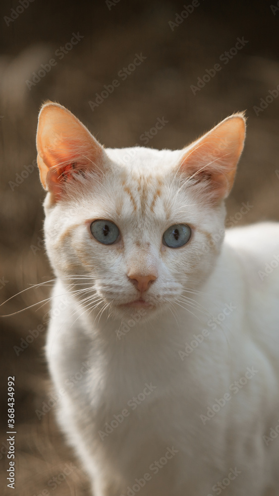portrait of a cat portrait of a cat