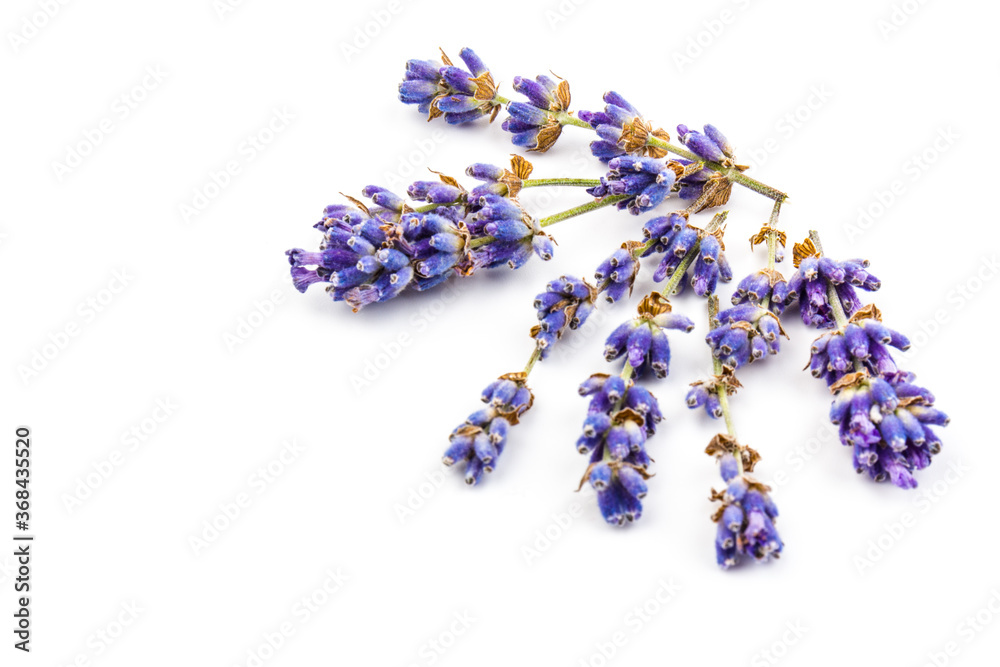 Lavender flowers isolated on white background. Close up. Space for text Lavender flowers isolated on white background. Close up. Space for text