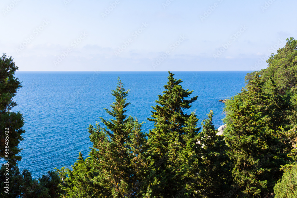 Sea and pines.Healing pine forests and fresh sea air. Blue and green colors.