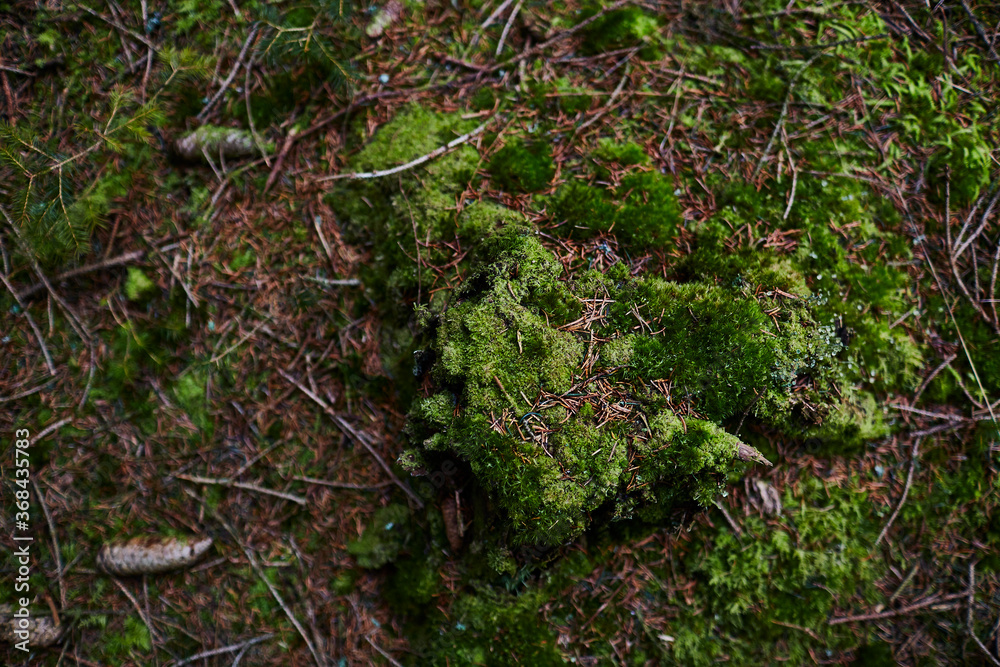 Fototapeta premium Moss on the forest ground