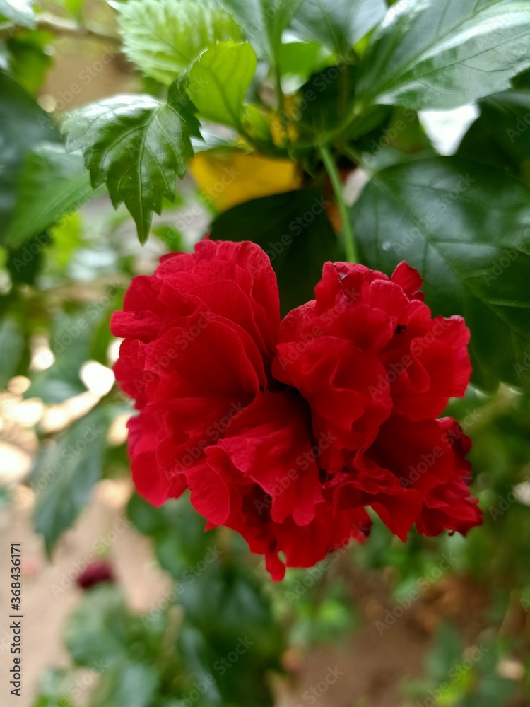 Red hibiscus beautiful nature 