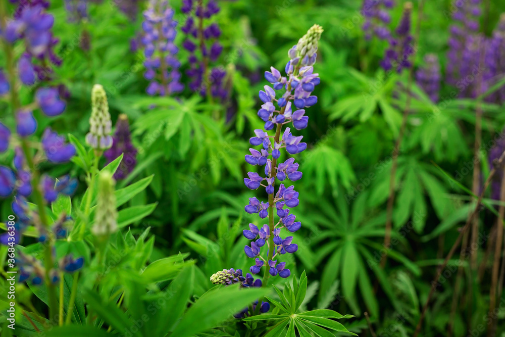 Blooming macro lupine flower. Lupinus, lupin field with purple and blue flower. Bunch of lupines summer flower background. A field of lupines. Violet spring and summer flower. Blooming macro lupine flower. Lupinus, lupin field with purple and blue flower. Bunch of lupines summer flower background. A field of lupines. Violet spring and summer flower.