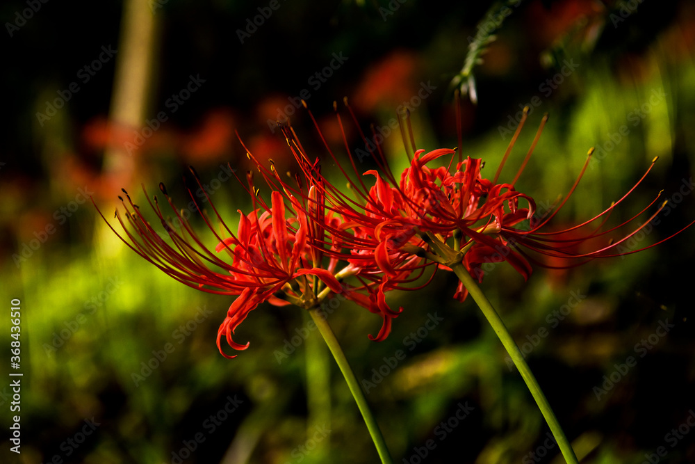 Beautiful red spider lily blossom flower, Cluster amaryllis. Beautiful red spider lily blossom flower, Cluster amaryllis.