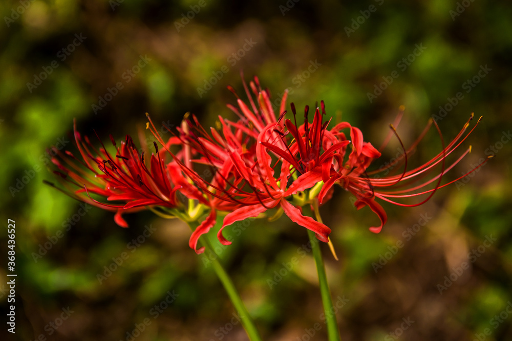 Beautiful red spider lily blossom flower, Cluster amaryllis.