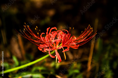 Beautiful red spider lily blossom flower, Cluster amaryllis.