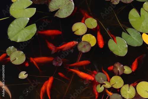 Beautiful goldfish swim in the garden pond