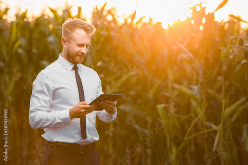 Adult, handsome, stylish, blonde, businessman holding a black tablet and standing in the middle of green and yellow corn field during sunrise.