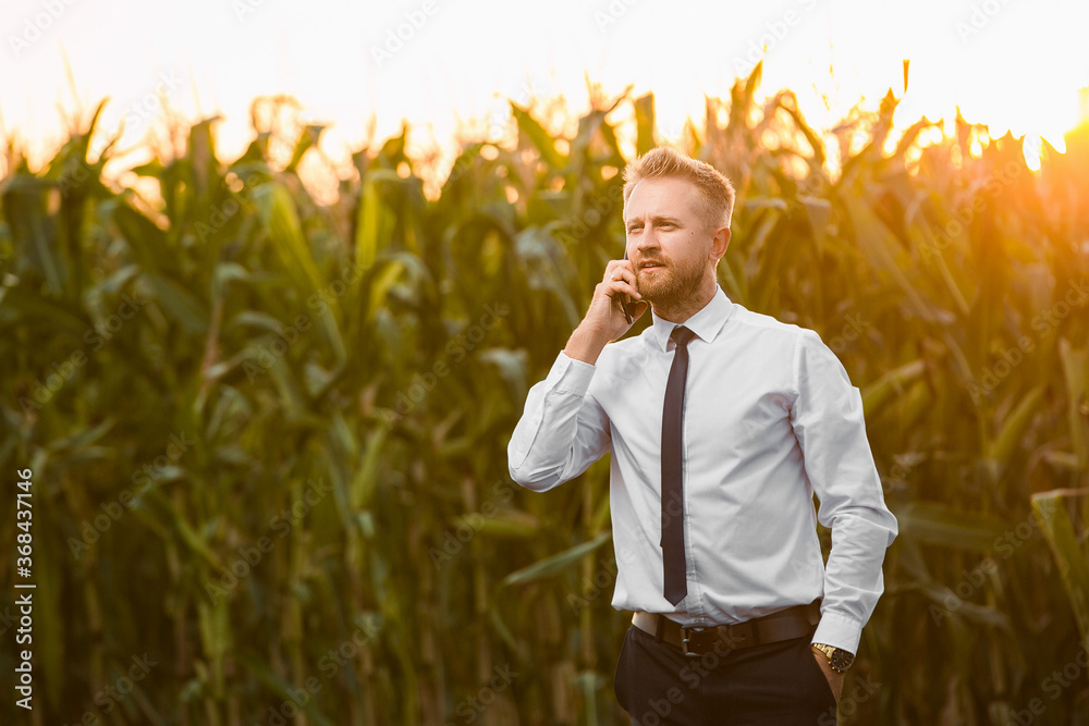 Adult, handsome, blonde, businessman talking on phone in the middle of green and yellow corn field during sunrise.