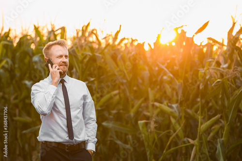 Handsome, stylish, blonde, businessman talking on phone in the middle of green and yellow corn field during sunrise.