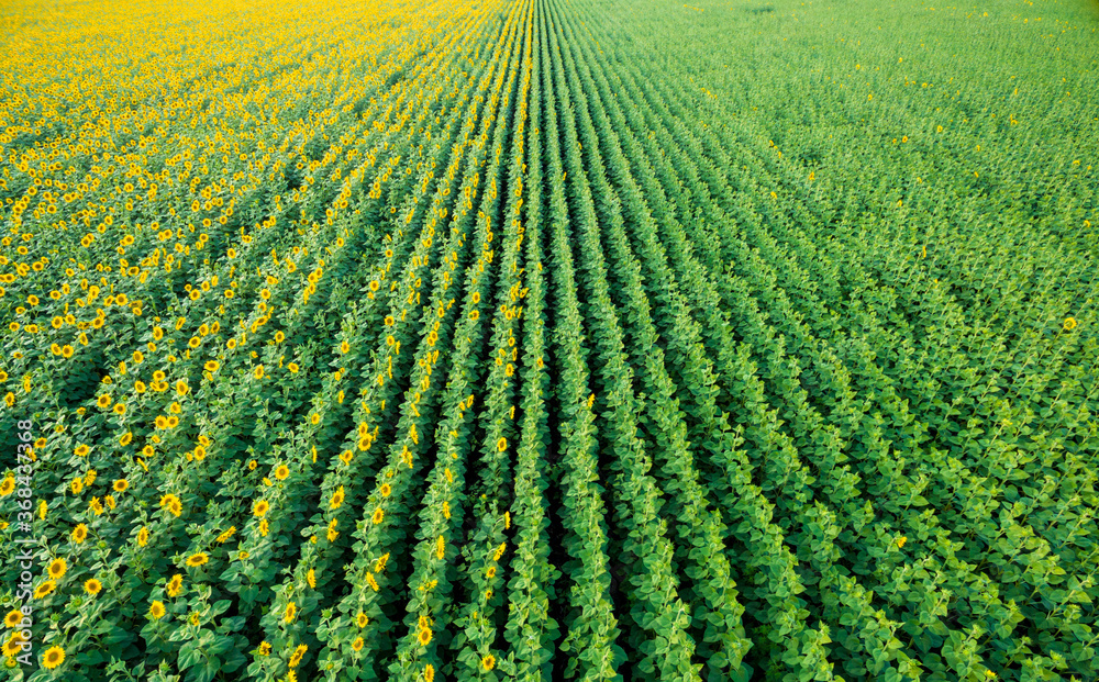 Aerial view to blooming sunflower field, natural texture, perspe