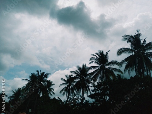 coconut palm trees © glyza