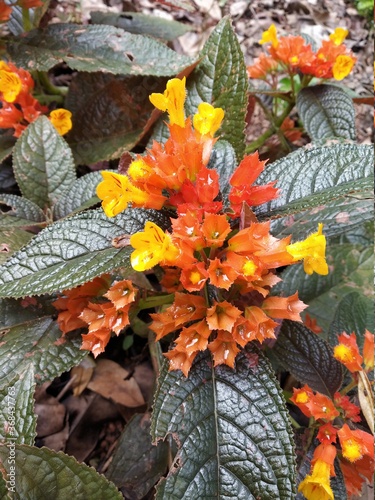 colorful autumn leaves
