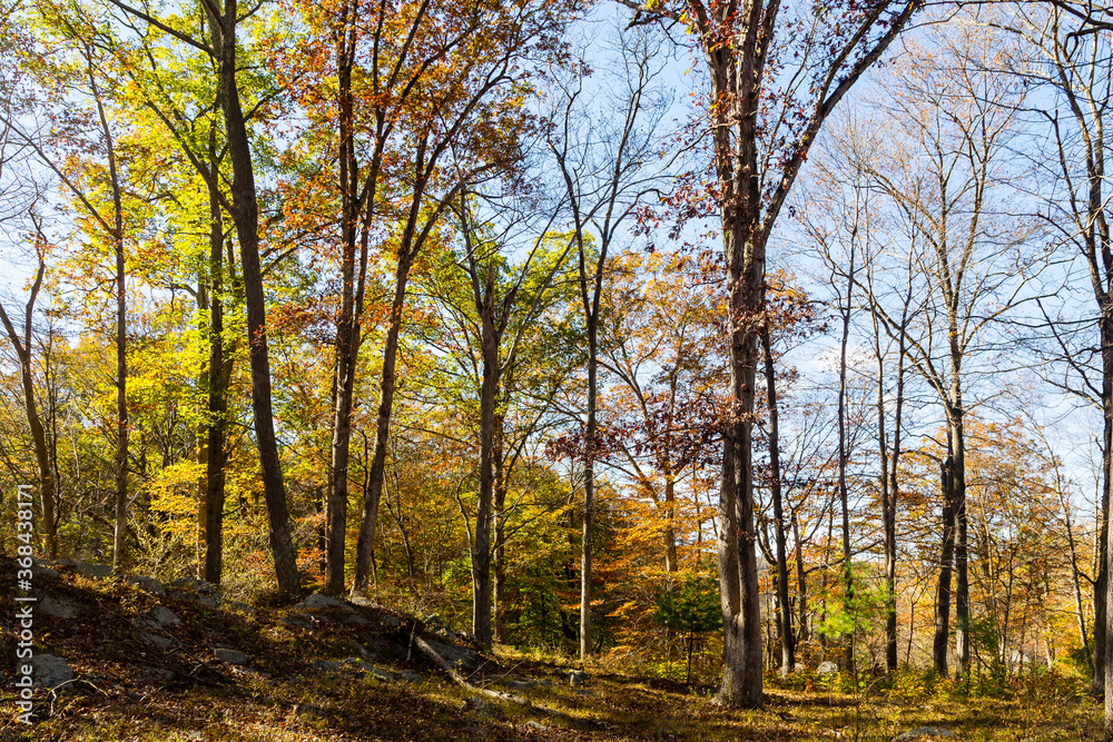 Autumn in the forest