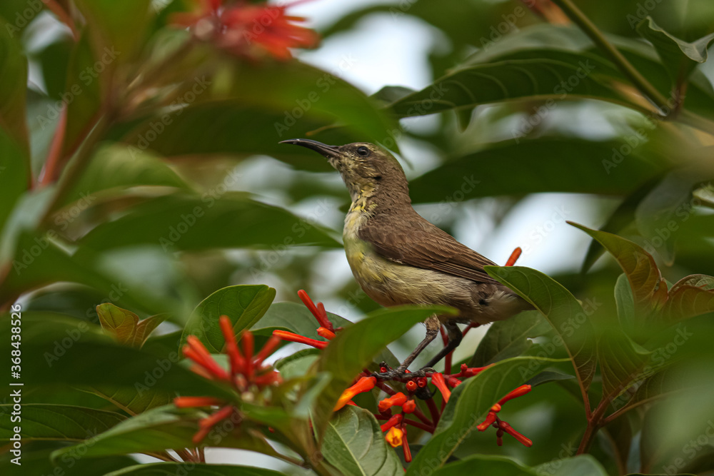 Fototapeta premium Brown-throated sunbird on a branch