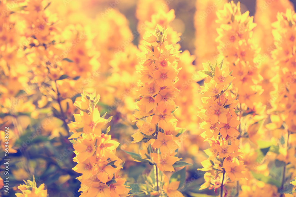 Yellow tinted flower background, Sunny flowers stock photo