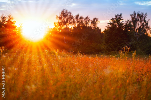 Orange sunset in a wild field, blurred background with sunlight passing through plants and flowers