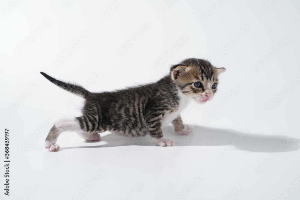 Tabby Cat kitten posing on white background tiger marble stripe Tabby Cat kitten posing on white background tiger marble stripe