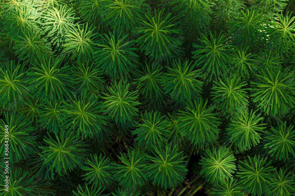 photo texture of green bush photo texture of green bush