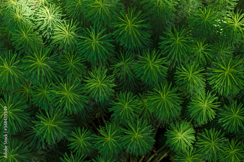 photo texture of green bush