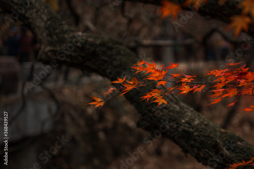 Beautiful, colorful autumn leaves yellow, orange, red.