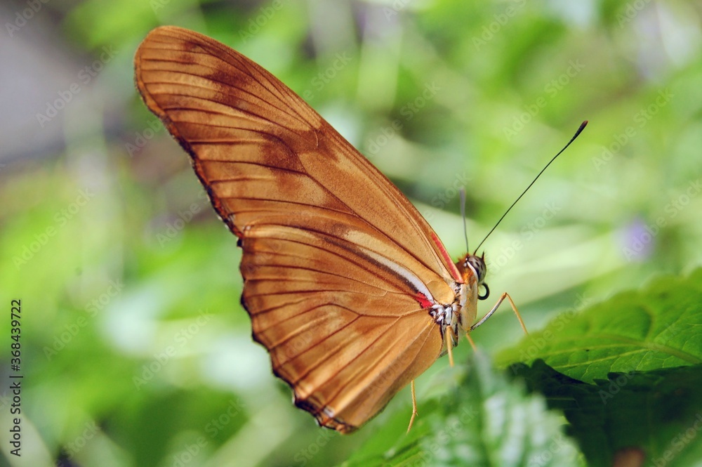 Brown winged butterfly sitting on a leaf Brown winged butterfly sitting on a leaf