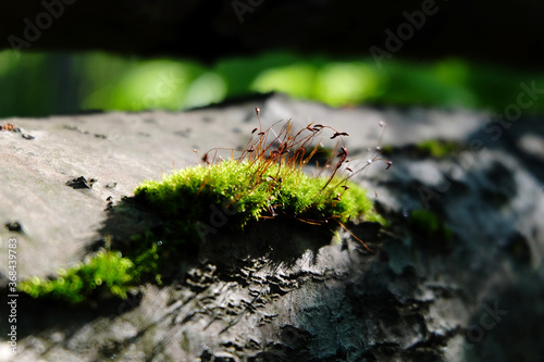 background bokeh abstract bokeh background bokeh effect bokeh green forest nature outdoor plant selective focussun tree wood wood background wood texturegreen moss moss texture natural
 photo