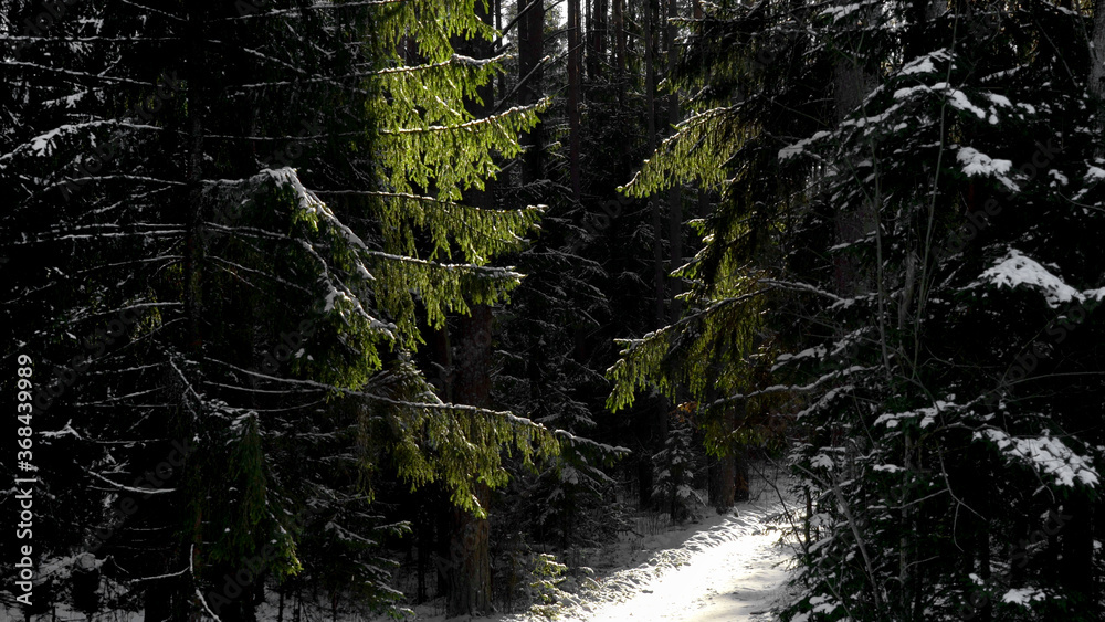 Obraz premium Game of sunlights and shadows in fir tree forest at winter