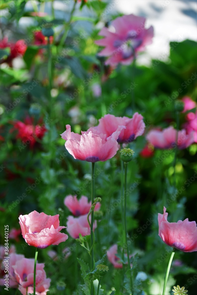 pink flowers in the garden