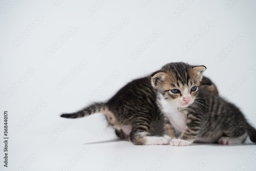 Tabby Cat kitten posing on white background tiger marble stripe Tabby Cat kitten posing on white background tiger marble stripe