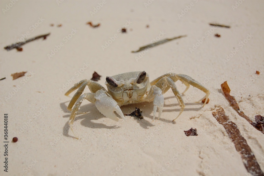 A crab on the beach in Jambiani, Zanzibar A crab on the beach in Jambiani, Zanzibar