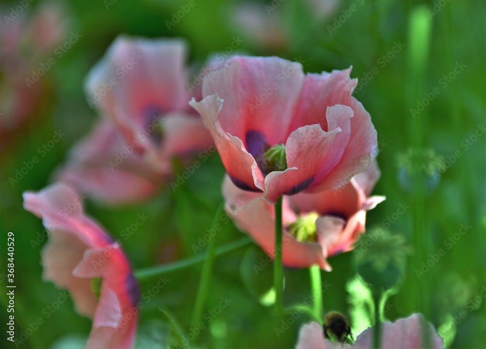 pink poppy flower