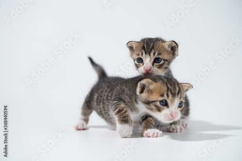 Tabby Cat kitten posing on white background tiger marble stripe