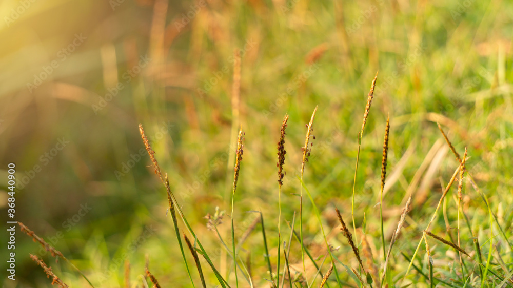 Weeds among rice plants, one of the pests that become farmers' enemies before the harvest season Weeds among rice plants, one of the pests that become farmers' enemies before the harvest season