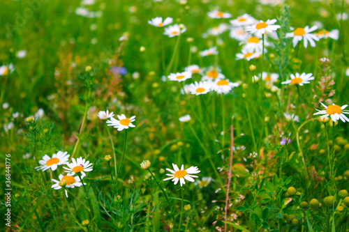 Blooming medical chamomile flowers. Camomile natural daisy flowers, field flowers. Field wide background. Summer Daisies. . Alternative medicine. Spring flower background. Beautiful meadow