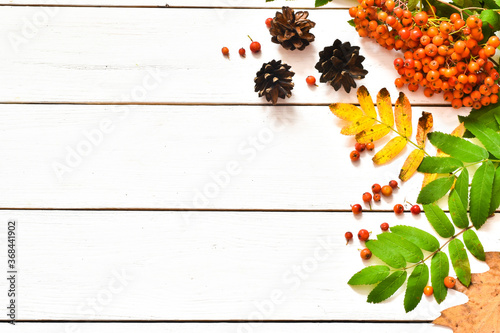 Autumn composition. Dried leaves  rowan berries  fir cones on a white wooden background.Autumn  fall  Halloween  Thanksgiving day concept. Flat lay  top view  copy space.