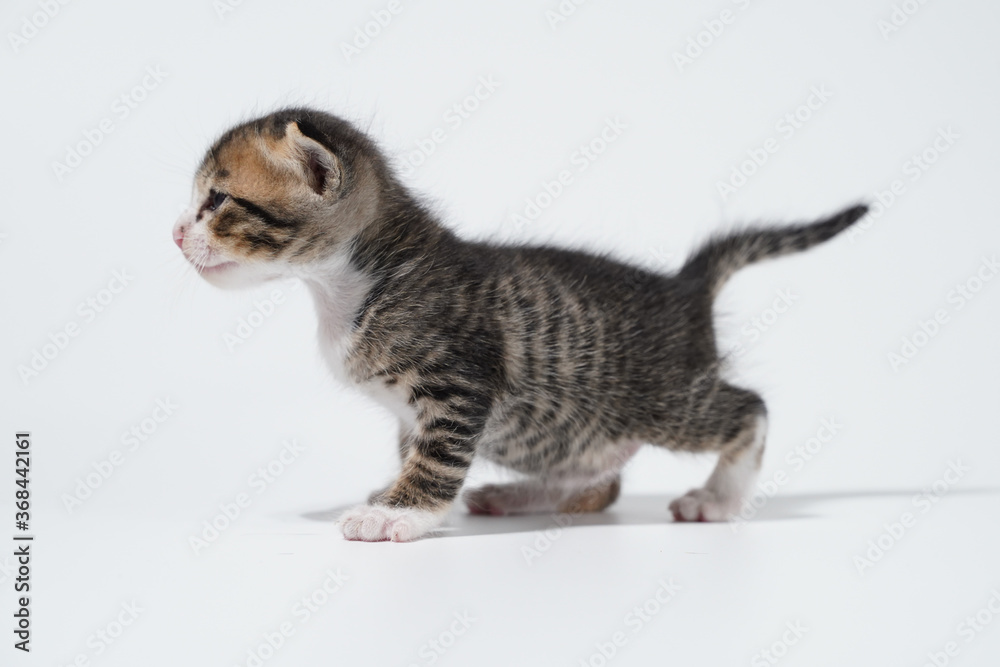 Tabby Cat kitten posing on white background tiger marble stripe Tabby Cat kitten posing on white background tiger marble stripe