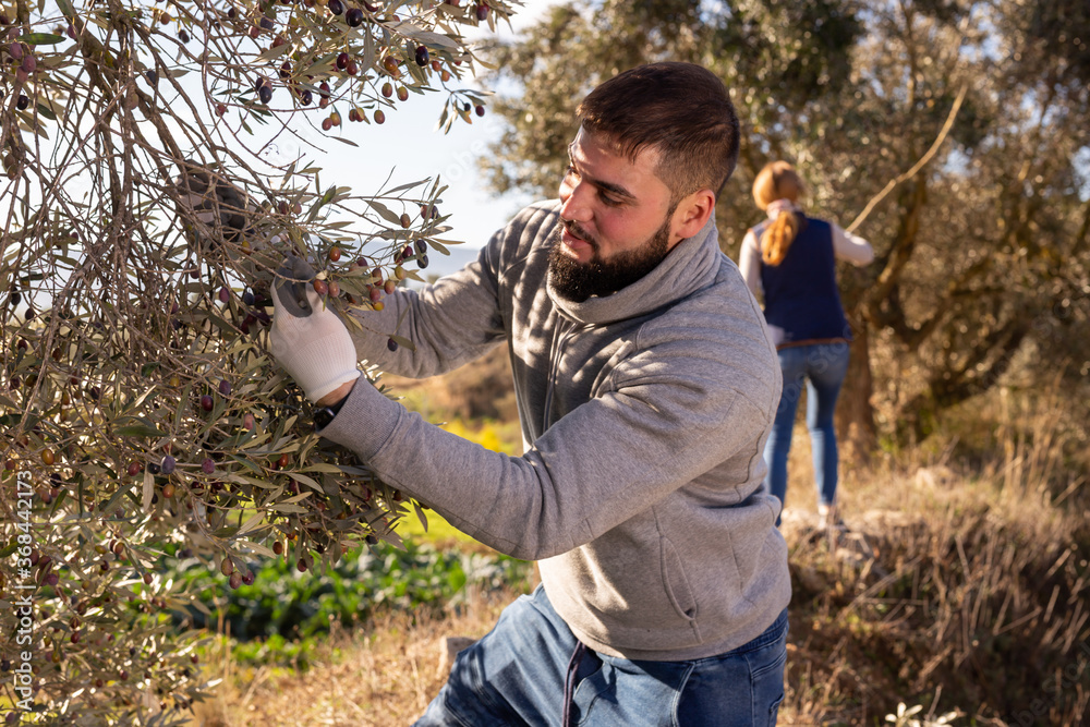 Naklejka premium Portrait of young man engaged in growing olives, picking fresh olives from trees..