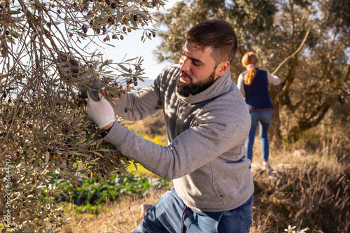 Portrait of young man engaged in growing olives, picking fresh olives from trees.. © JackF