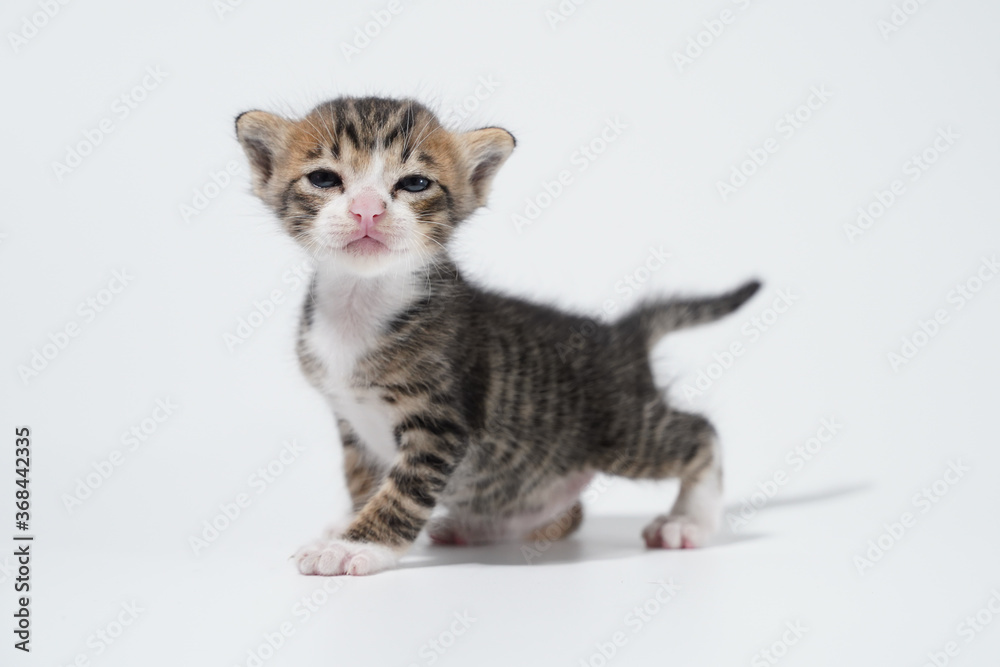 Tabby Cat kitten posing on white background tiger marble stripe Tabby Cat kitten posing on white background tiger marble stripe