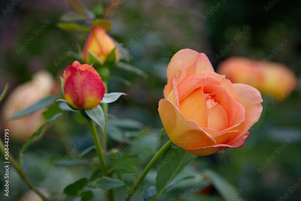 orange rose in the garden